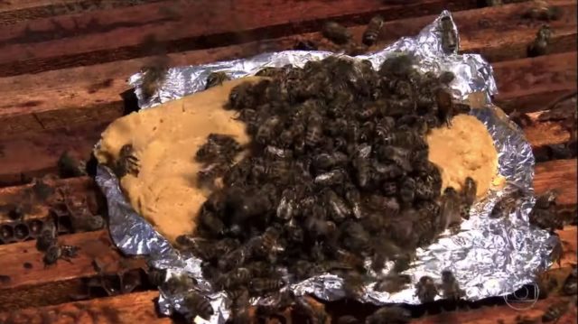 bife das abelhas