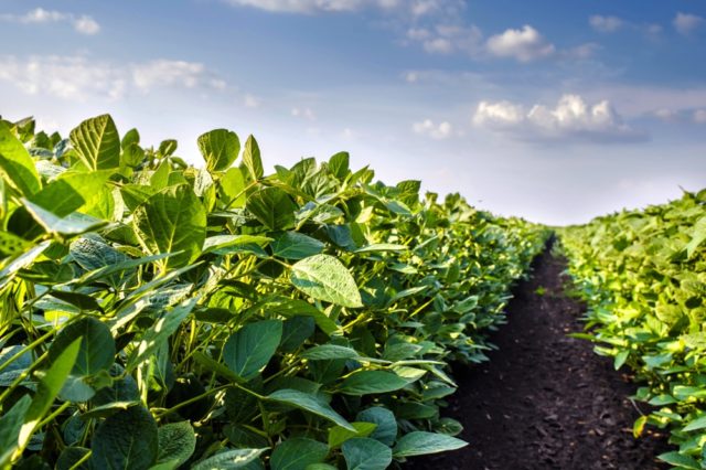 Soybean Field