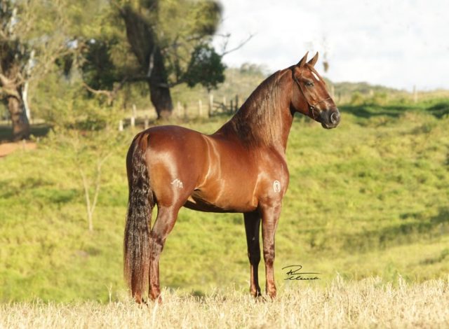 comandante-elfar