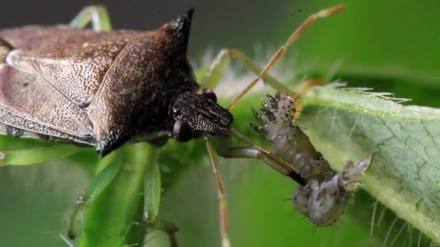 controle biologico de pragas