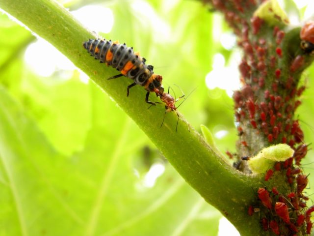controle biologico de pragas na lavoura