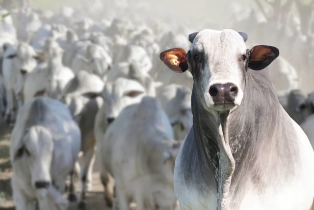 expogenetica zebu 2019