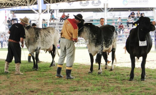 expointer2
