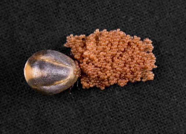 febre-powassan carrapato
