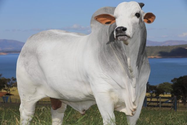 leilao-nelore-fazenda-sabia