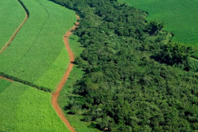 Brasil quer consolidar-se como a maior potência verde do mundo