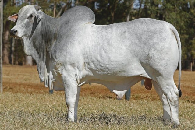 touro Nelore Corumba do Mat