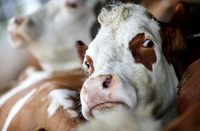 vaca desconfiada
