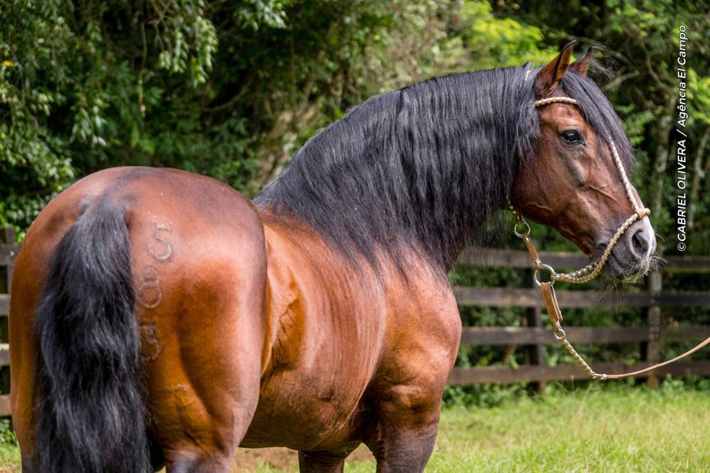 Videos :: ABCCC - Associação Brasileira de Criadores de Cavalos Crioulos