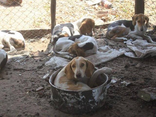 Amarrados, sujos e sem comida, cães são recolhidos de canil na MS-040