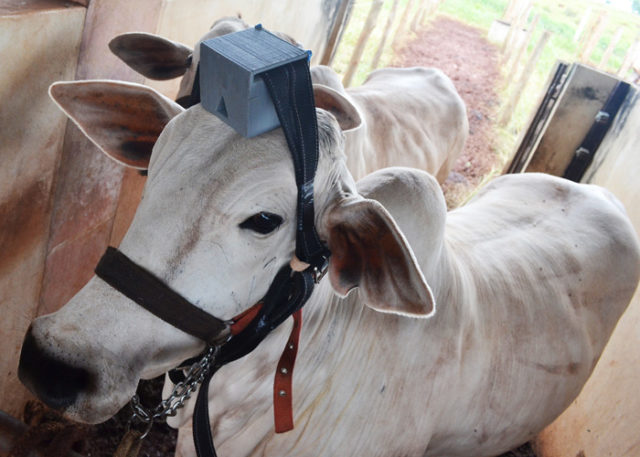 Bovine Eletronic Plataform (BEP)