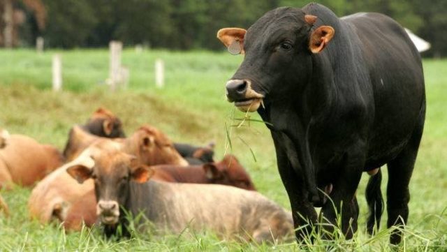 Embrapa cria bois mais resistentes ao carrapato!