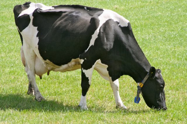 Vaca de 4 eventos