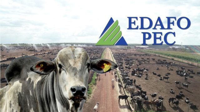 Manejo do gado vista área