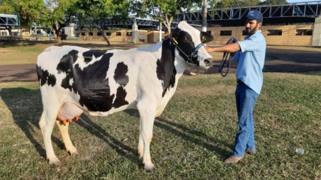 Novilha Girolando é recorde em produção de leite