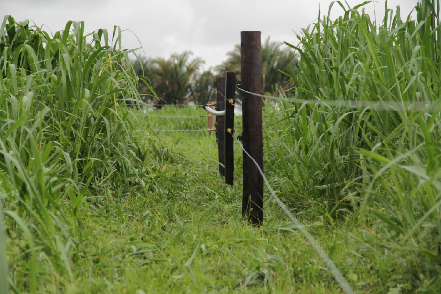 Genoma do capim-elefante abre caminho para pecuária produtiva e sustentável