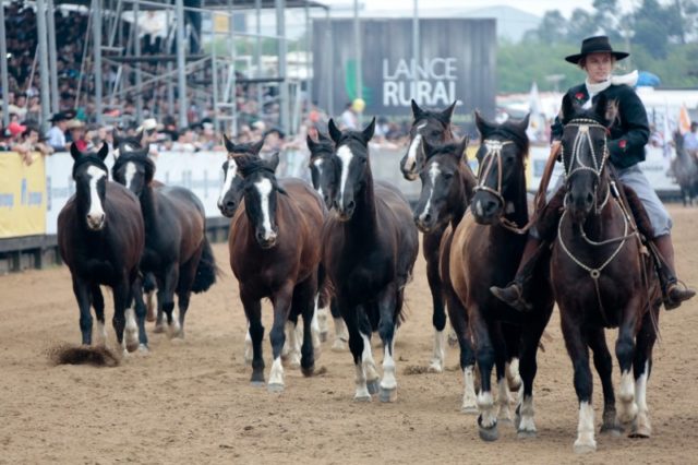 cavalo crioulo apresenta crescimento