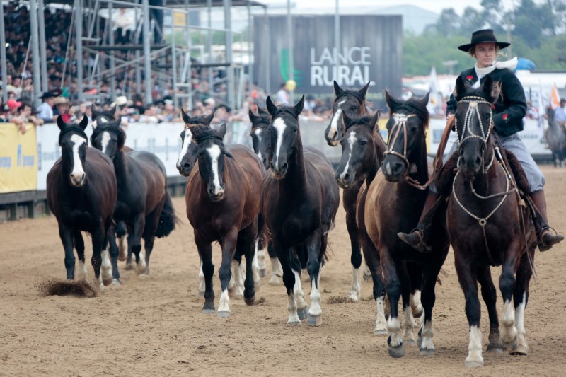 Lance Rural transmite o Cavalo Crioulo na EXPOINTER ao vivo e