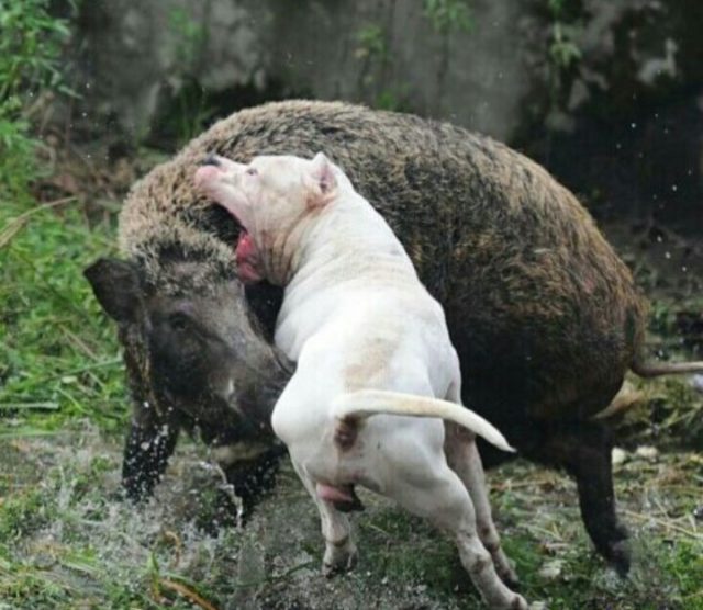 dogo-argentino-caçando-javali-1
