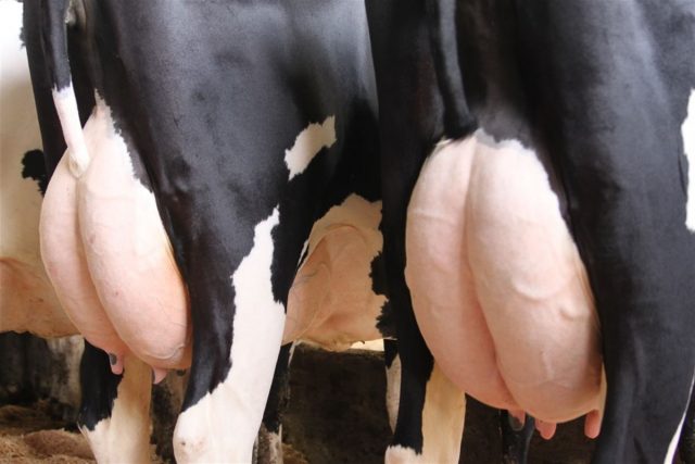 queima do pelo do ubere vaca de leite