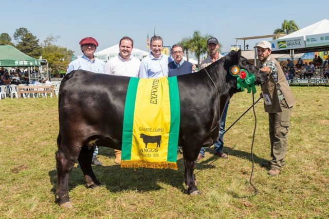 femea angus campea expointer 2019