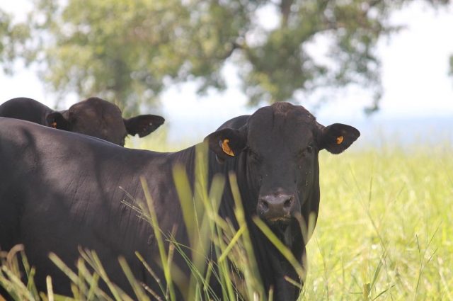 gado gordo cruzamento angus x nelore