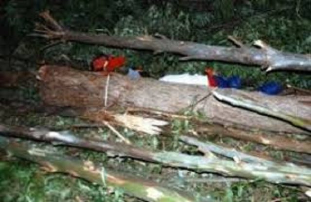mataTrabalhador morre esmagado em fazenda
