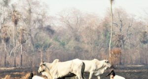 queimadas no pantanal gado nelore e tuiuiu