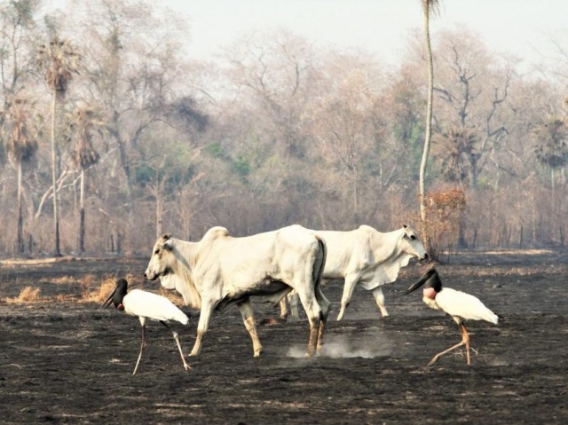 queimadas no pantanal gado nelore e tuiuiu