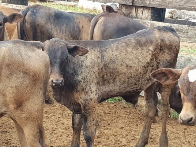 Bezerro F1 Angus/Nelore com 3 meses