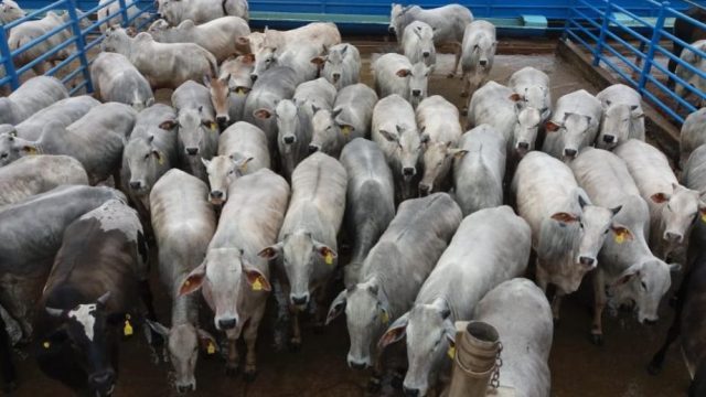 12-09-MOZARLANDIA-Ademar-Pereira-Leal-Filho-Fazenda-São-Joaquim-Jandaia-GO-640x360
