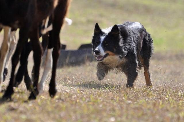 Produtor poderá financiar cães da raça Border Collie