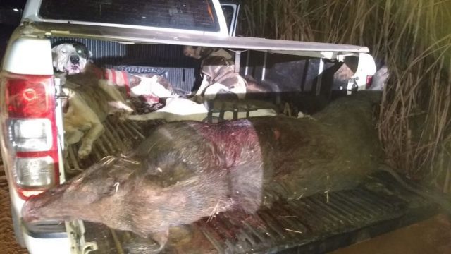 Três homens são presos por caçar javalis