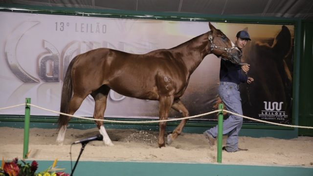 A égua Indiana Fly Chick foi vendida por R$ 450 mil no 3º Leilão Caruana & Cia (Foto: Maurício Messias/ABQM)