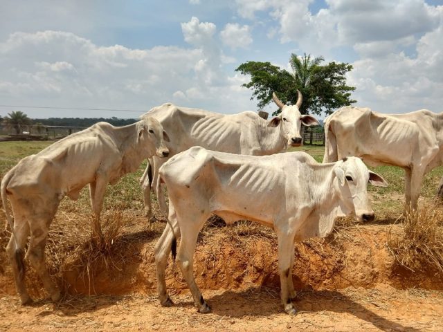 Vinte bois foram achados desnutridos e 10 mortos em uma fazenda em Juar