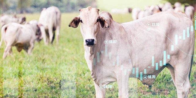 A-cria-pode-ser-rentavel-1280x640