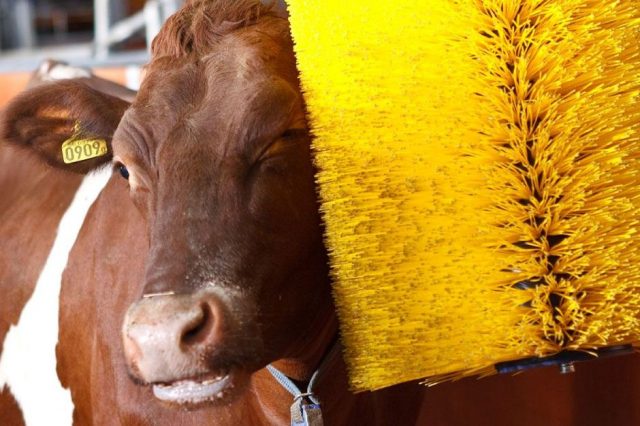bem-estar animal