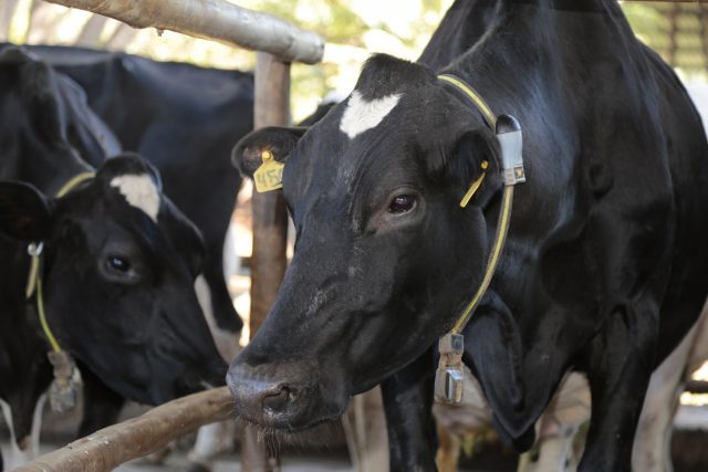 Allflex Livestock Intelligence 2
