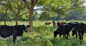 Arborização de pastagem vacas de leite