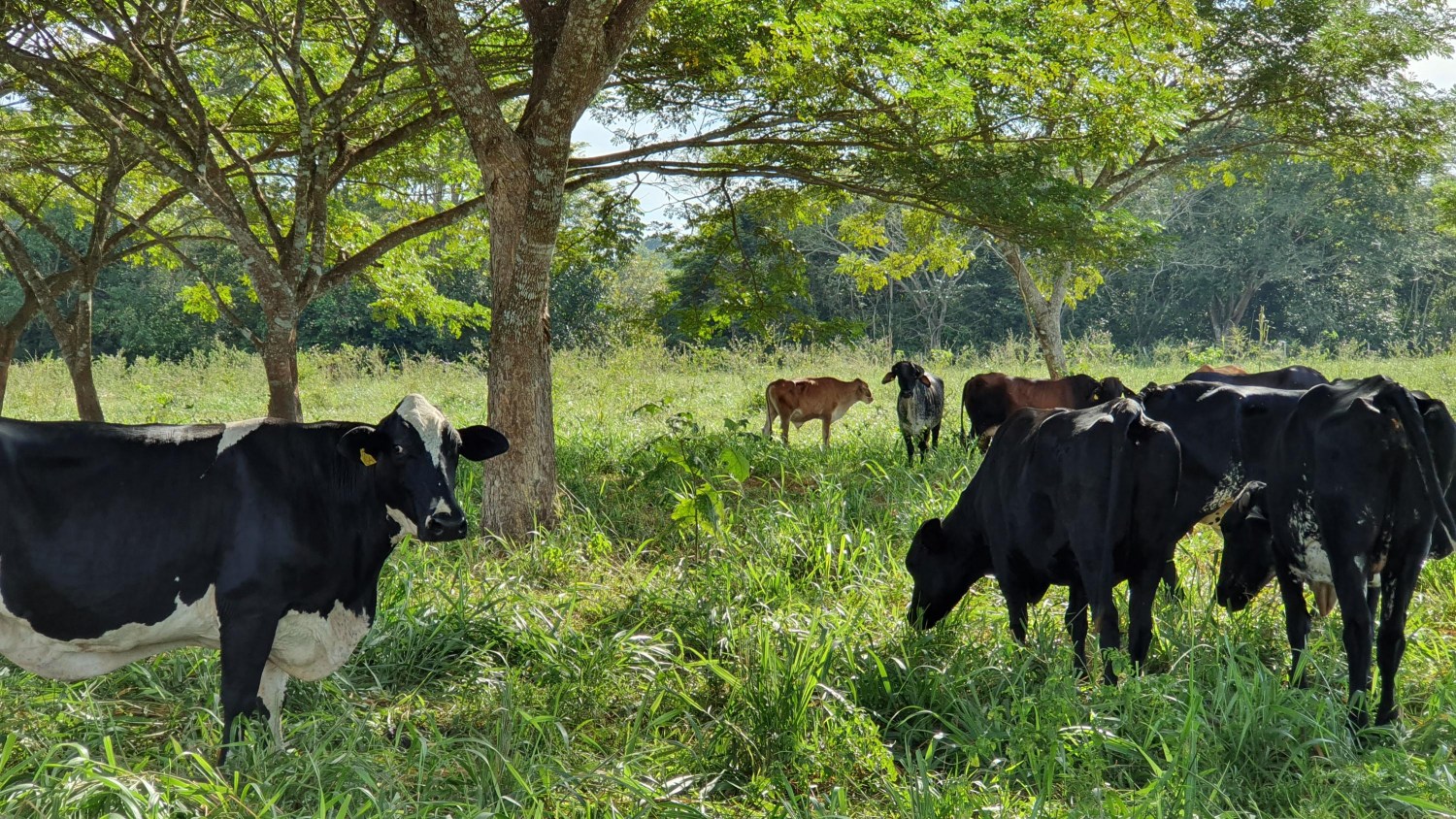 Arborização de pastagem vacas de leite