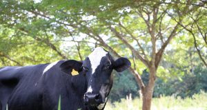 Arborização de pastagem vacas de leite
