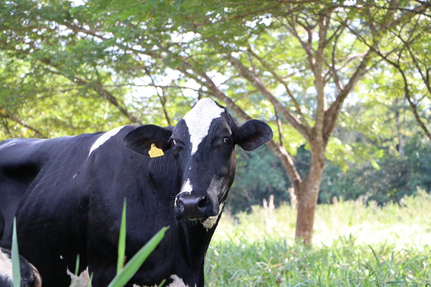 Arborização de pastagem vacas de leite