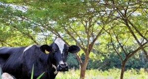 Arborização de pastagem vacas de leite