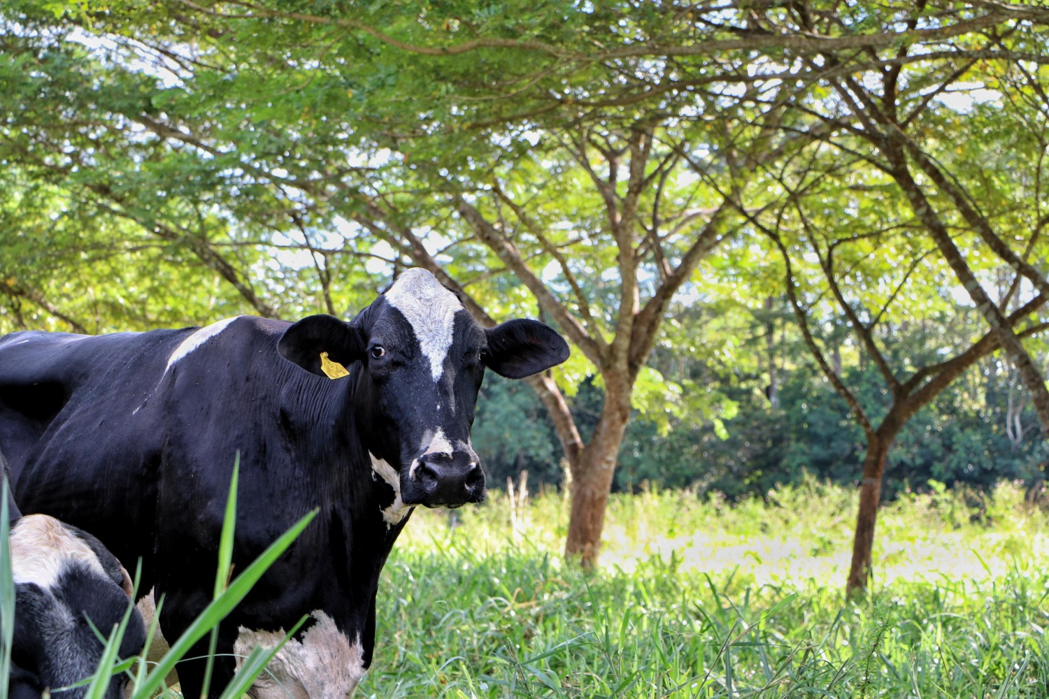 Arborização de pastagem vacas de leite