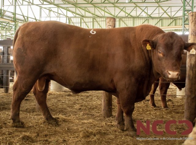 Raça Devon comemora 80 anos de Expolages