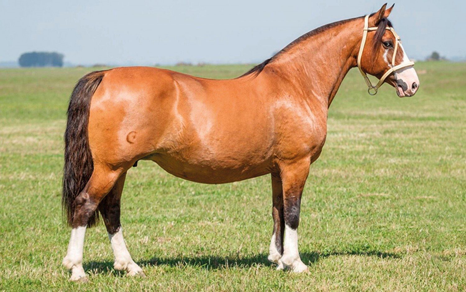 Raça de cavalos Appaloosa volta a ser reconhecida no Brasil — CompreRural