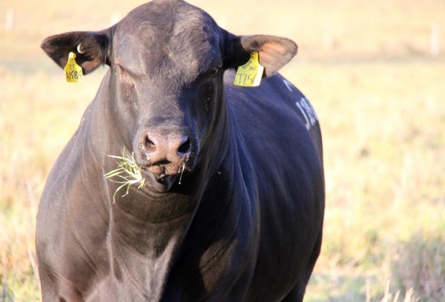 Ultrablack-no-campo-5-1 Ultrablack-no-campo-5-1