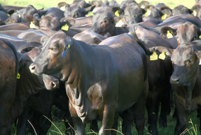 Ultrablack_no_campo-2