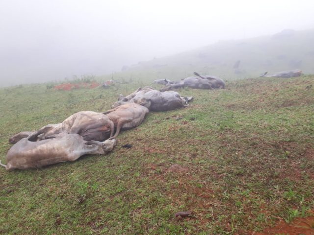 Governo estabelece regras para destinação de animais mortos