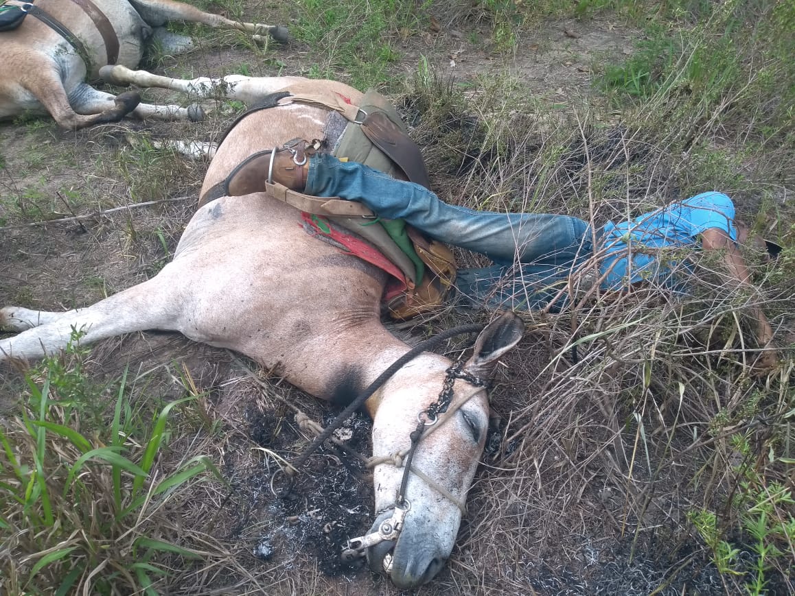 Raio mata peão e dois cavalos durante passeio - CompreRural